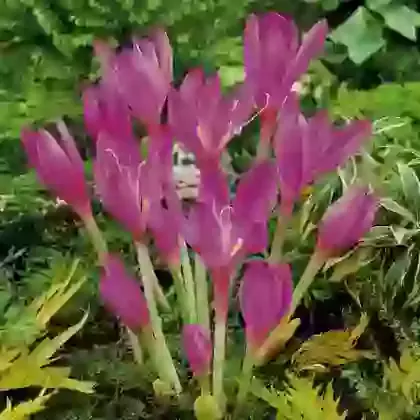 Colchicum